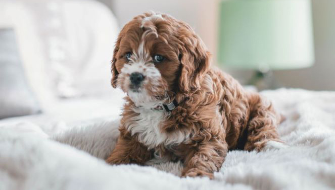 Adding a New Dog or Cat to the Family